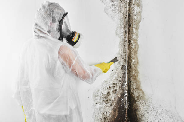 Best Certified Mold Removal  in Inglewood, CA