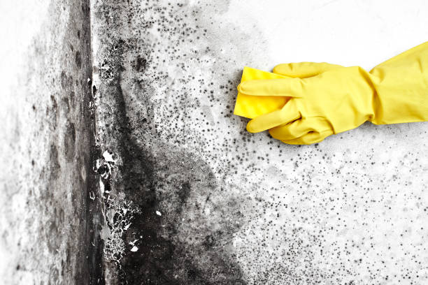 Best Office Mold Removal Services  in Inglewood, CA