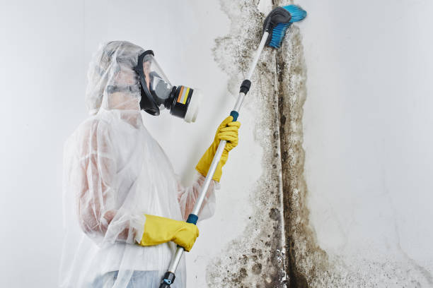 Office Mold Removal Services in Inglewood, CA