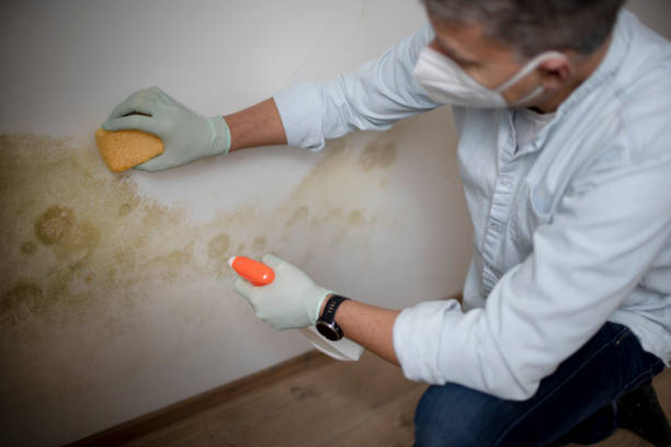 Best Attic Mold Removal  in Inglewood, CA