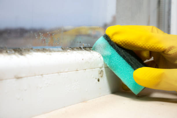 Best Crawl Space Mold Removal  in Inglewood, CA