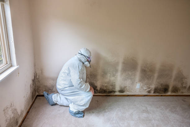 Best Toxic Mold Removal  in Inglewood, CA