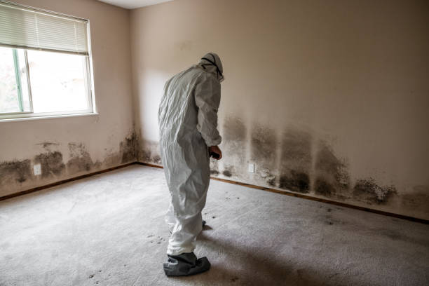 Best Mold Damage Repair  in Inglewood, CA