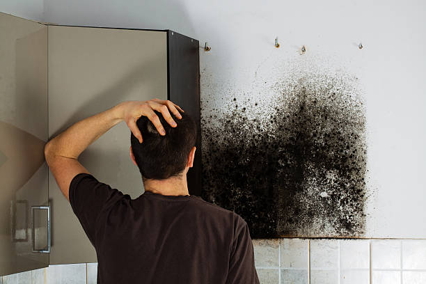 Best Emergency Mold Removal  in Inglewood, CA